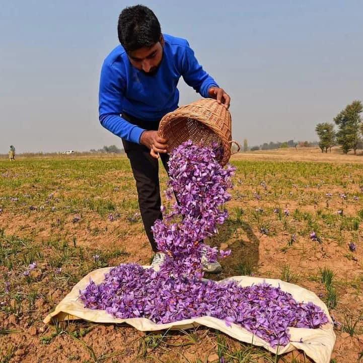 Saffron Cultivation-Yendeer